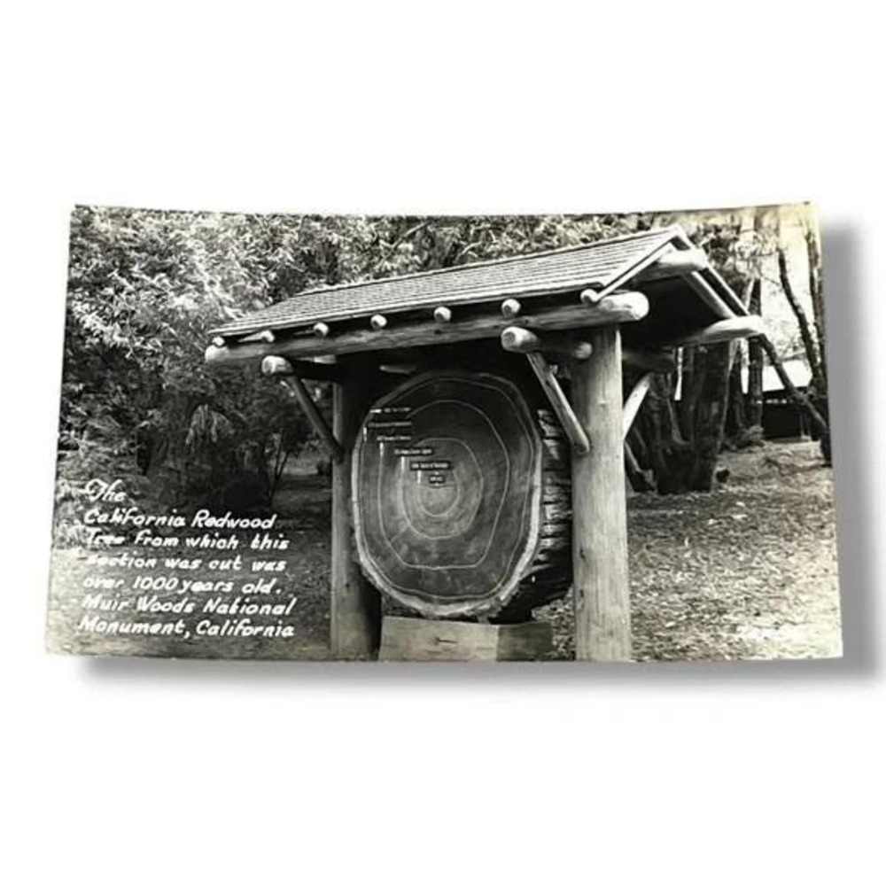 Postcard The California Redwood Tree Muir Woods Monument California EKC C336